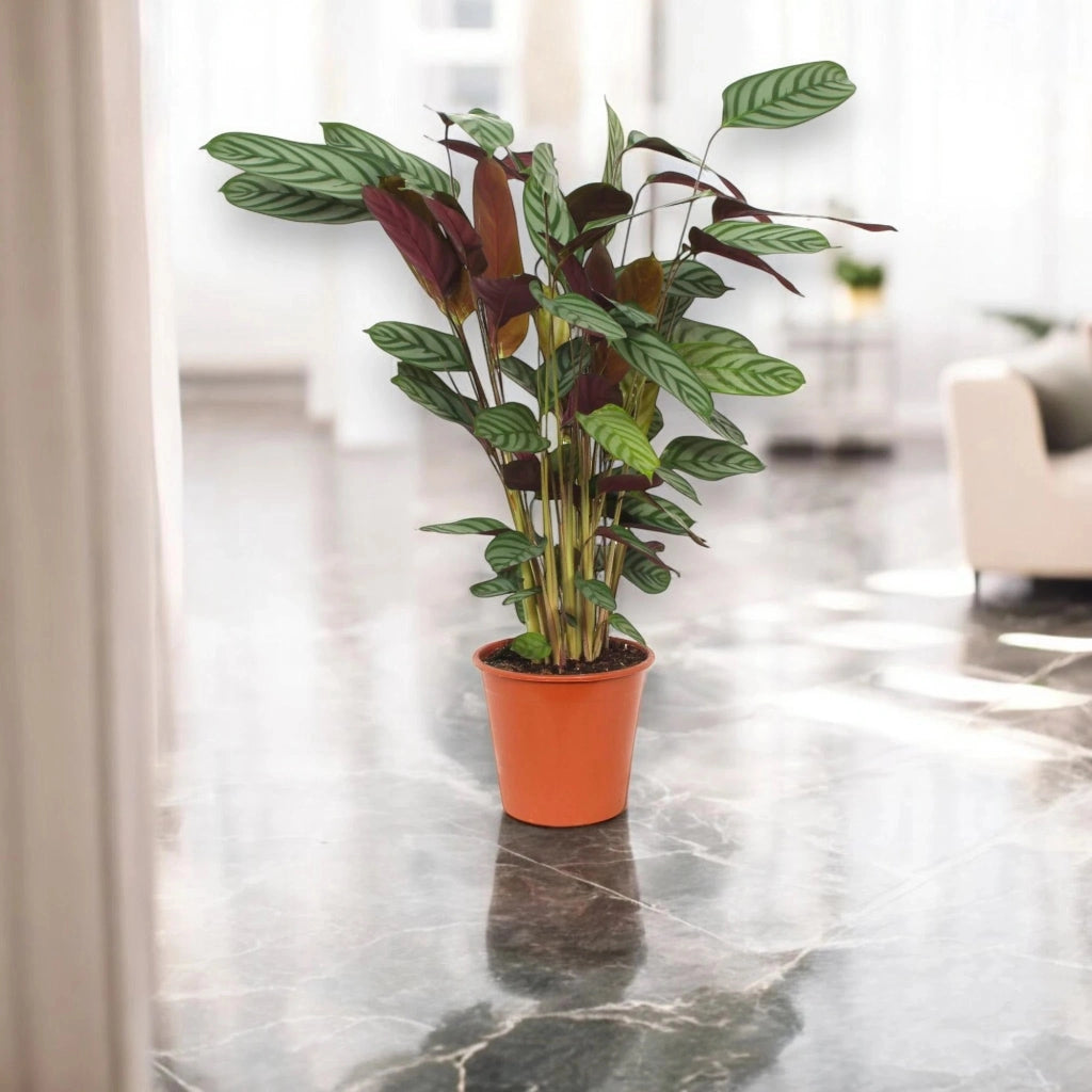 Gardenaria Ctenanthe setosa 'Compactstar' - Pianta da interno ornamentale Altezza: 110 cm (vaso 24)