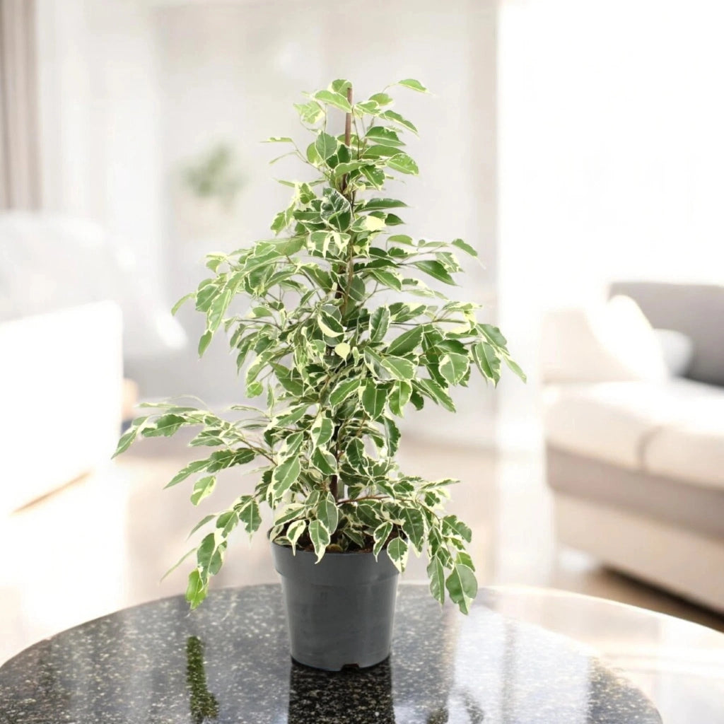 Gardenaria Ficus benjamina 'Twilight' - Pianta da interno ornamentale Altezza: 70 cm (vaso 17)
