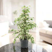 Gardenaria Ficus benjamina 'Twilight' - Pianta da interno ornamentale Altezza: 70 cm (vaso 17)