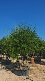 PUNICA GRANATUM (MELOGRANO) MULTITRONCO VASO 110 H.300/350