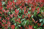 50 PIANTE DI PHOTINIA RED ROBIN H 100cm foto reali piante da siepe