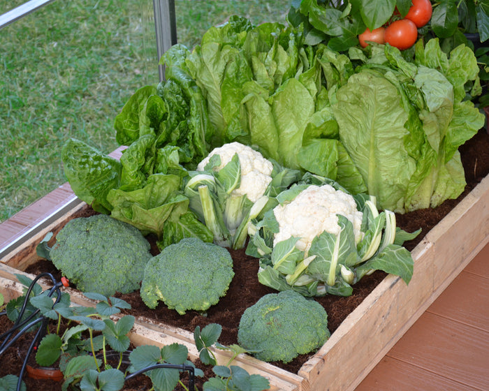 Kit Per Irrigazione A Goccia