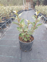 ELEAGNUS EBBINGEI COMPACTA (OLIVAGNO) VASO 18