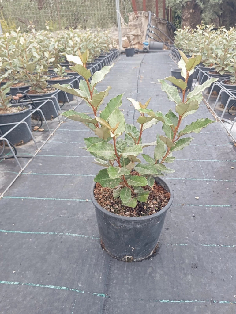 ELEAGNUS EBBINGEI COMPACTA (OLIVAGNO) VASO 18