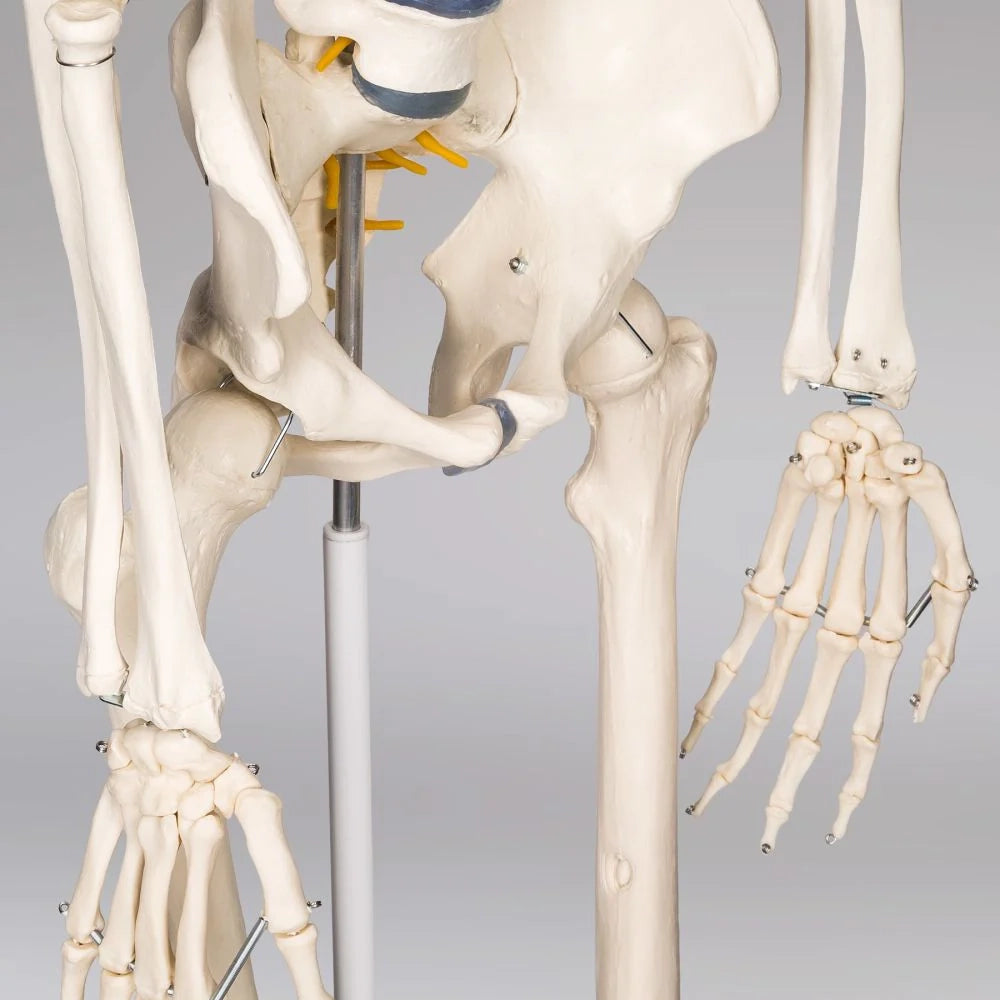 Scheletro umano a grandezza naturale anatomia del corpo umano modello anatomico dello scheletro umano articolato corpo umano cranio umano educativo 2008247