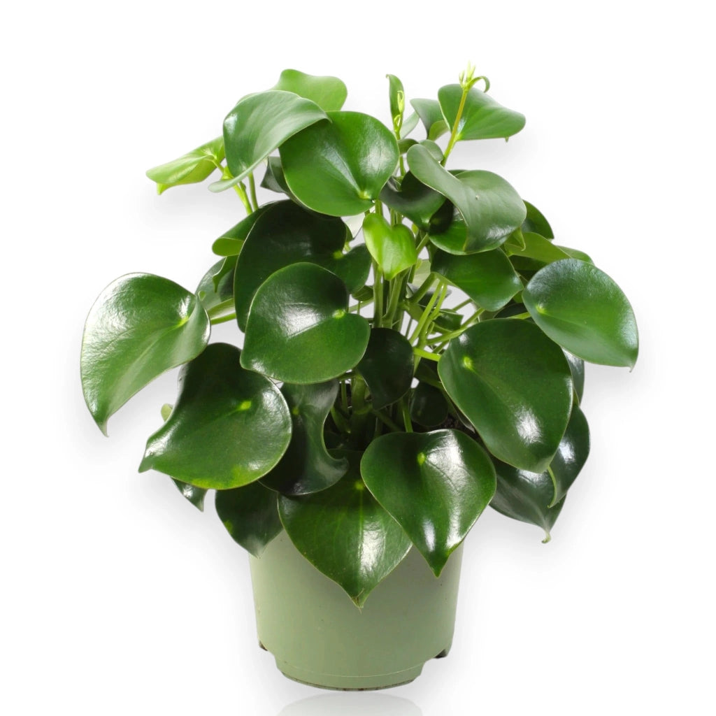 Gardenaria Peperomia polybotrya 'Raindrop' - Pianta da interno ornamentale Altezza: 30 cm (vaso 14)