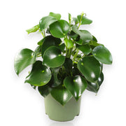 Gardenaria Peperomia polybotrya 'Raindrop' - Pianta da interno ornamentale Altezza: 30 cm (vaso 14)