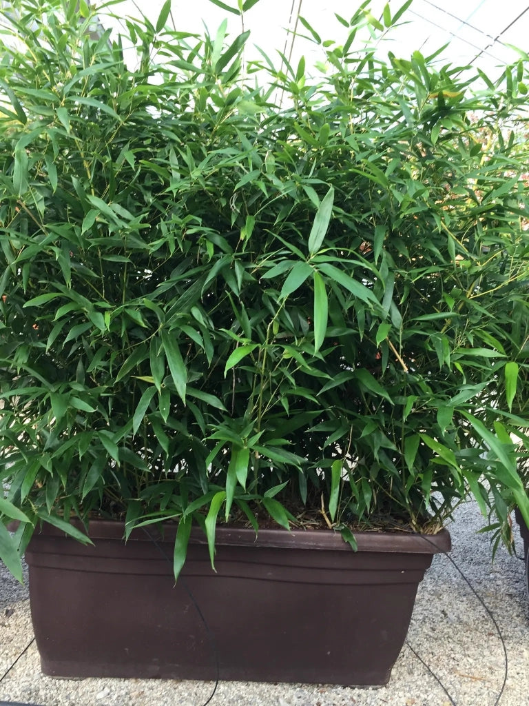 Gardenaria Fargesia Rufa - Fargesia rufa - Bambù ornamentale da esterno Altezza: 125/175 cm (vaso28)