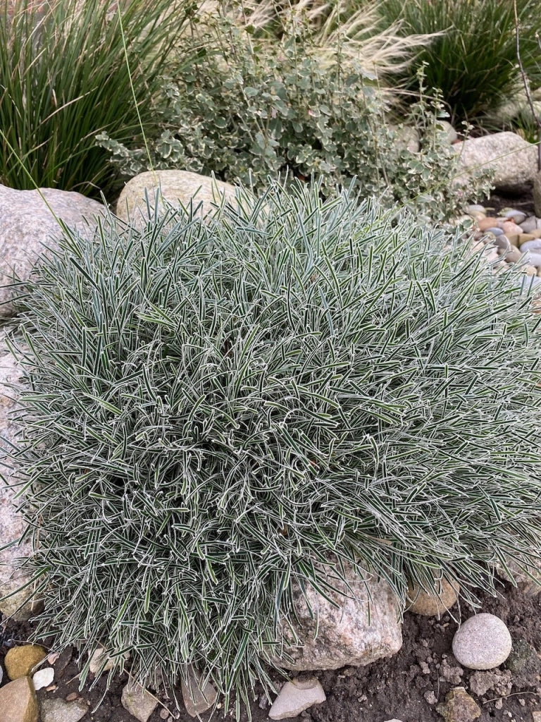 Pianta di Erba Ghiaccio Finicia Truncata Ice Crystal vaso 18 cm AMDGarden