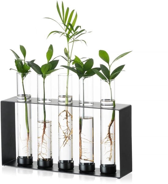 Stazione di coltivazione di piante - Vaso di terrario in vetro con 5 contenitori per la coltivazione idroponica, steli, vaso moderno in metallo per fiori, vasi neri per decorazione di ufficio in casa