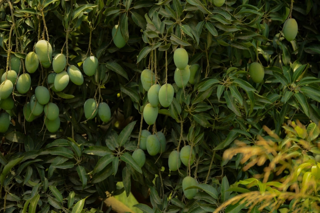 Pianta di Mango Zill – Varietà Tropicale dal Sapore Dolce e Aromatico