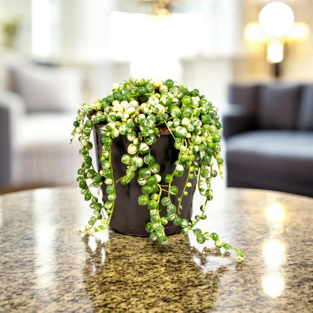 Gardenaria Senecio rowleyanus 'Variegatus' - Pianta da interno ornamentale Altezza: 15 cm (vaso 12)