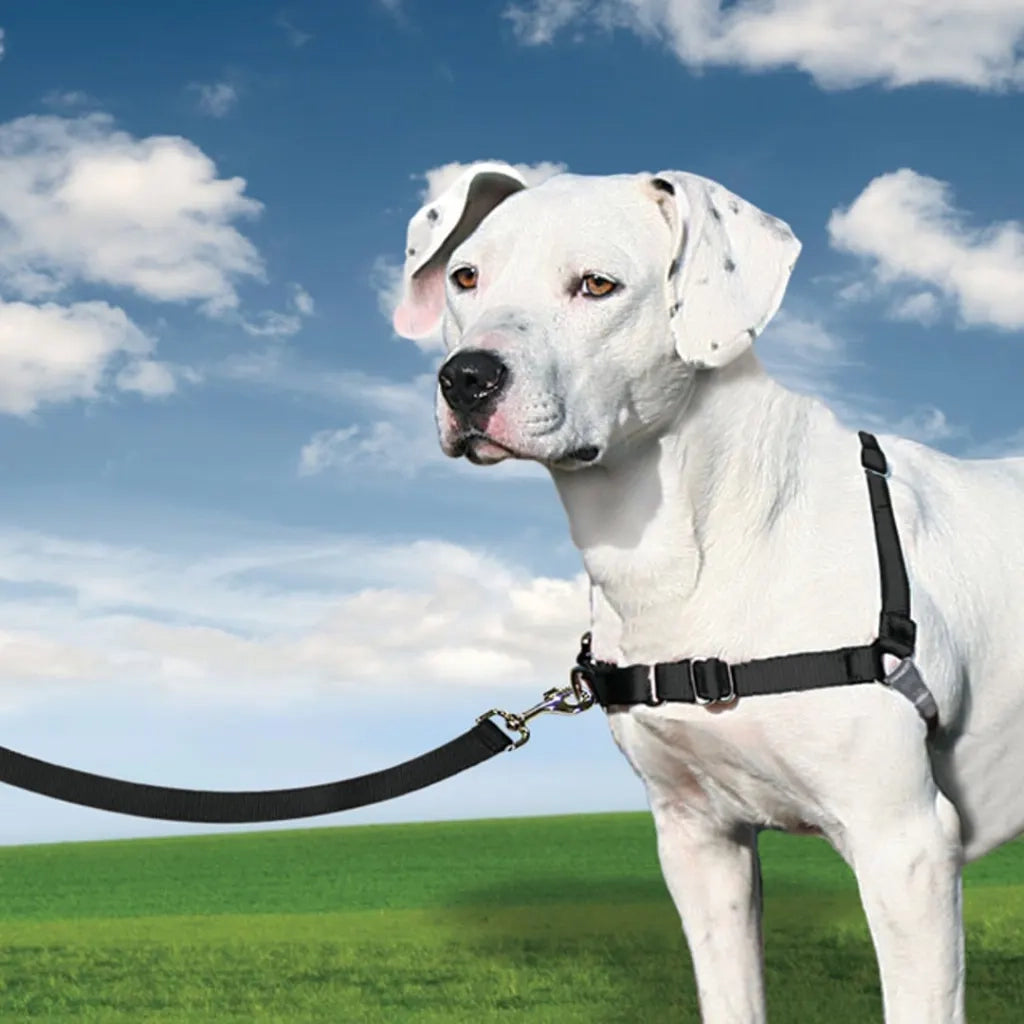 PetSafe Pettorina per Cani Easy Walk Misura M Nera 428426