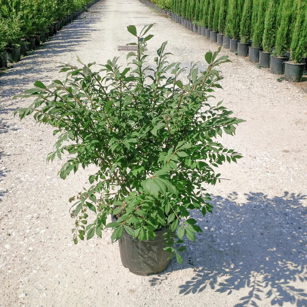 Gardenaria Evonimo - Euonymus 'Alatus' - Arbusto ornamentale da giardino Altezza: 40/60 cm (vaso19)