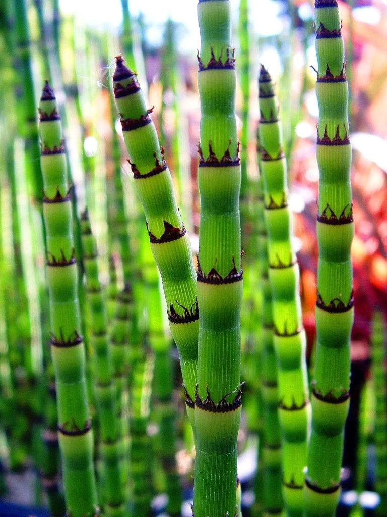 Gardenaria Coda di Cavallo - Equisetum hyemale - Graminacea ornamentale da esterno Altezza: 60 cm  (vaso 17)
