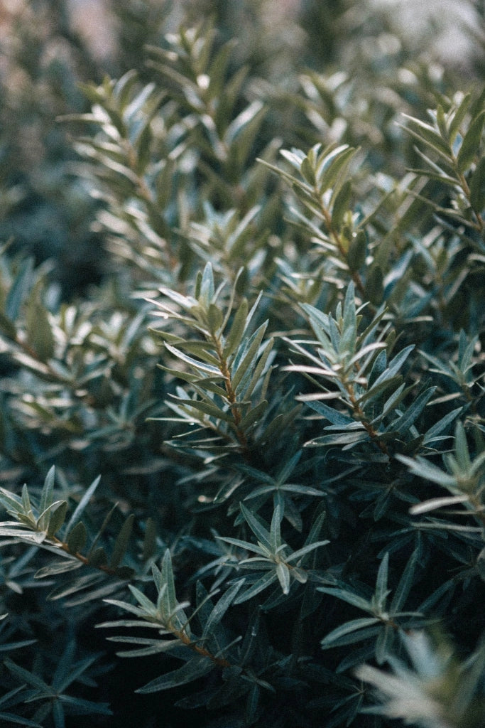 WESTRINGIA FRUTICOSA (ROSMARINO AUSTRALIANO) BIANCA VASO 18