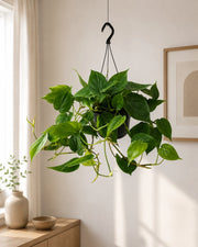 Gardenaria Philodendron scandens - Pianta da interno ornamentale Altezza: 35 cm (vaso 20)