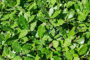 Alloro (laurus nobilis) vaso 18cm foto reali H 150cm piante per siepi