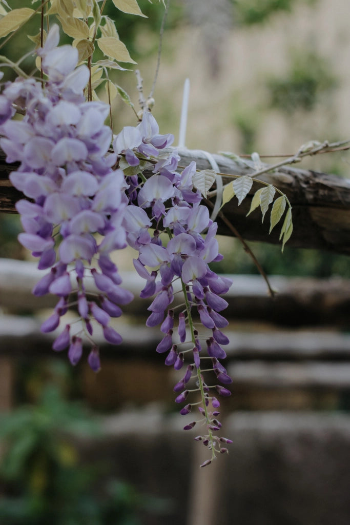 WISTERIA BRACHYBOTRYS MURASAKI KAPITAN (Glicine) SPALL.40 (L.75 - H.160) Lt.30