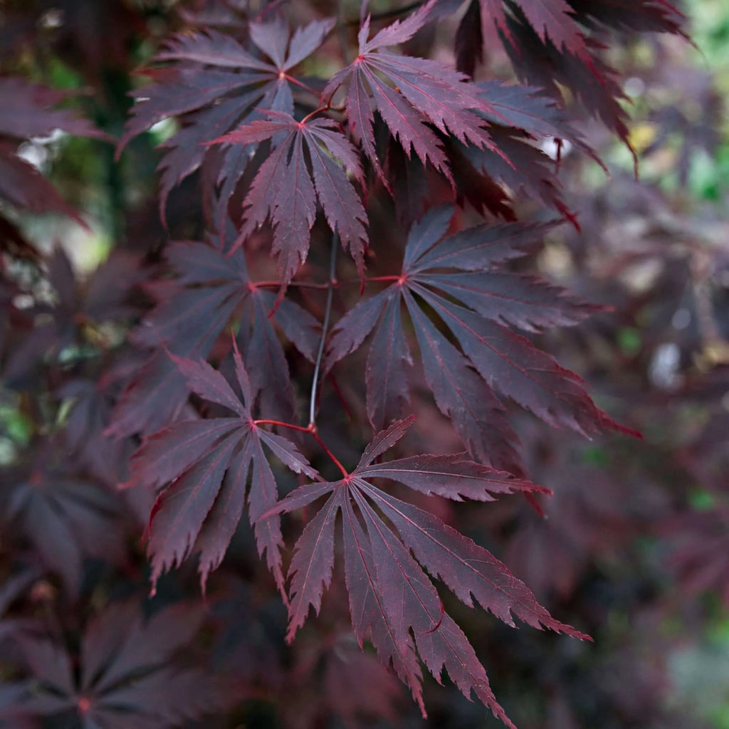 ACER PALMATUM BLACK LACE VASO 19 Acero Giapponese Ornamentale