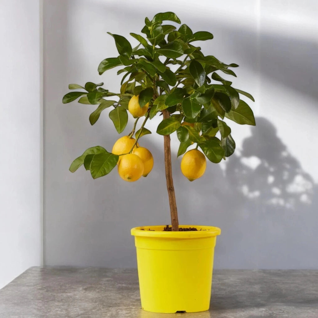 Gardenaria Limone Femminello - Citrus limon 'Femminello' - Pianta di agrume da frutto in vaso Altezza: 40 cm (vaso 15)