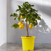 Gardenaria Limone Femminello - Citrus limon 'Femminello' - Pianta di agrume da frutto in vaso Altezza: 40 cm (vaso 15)