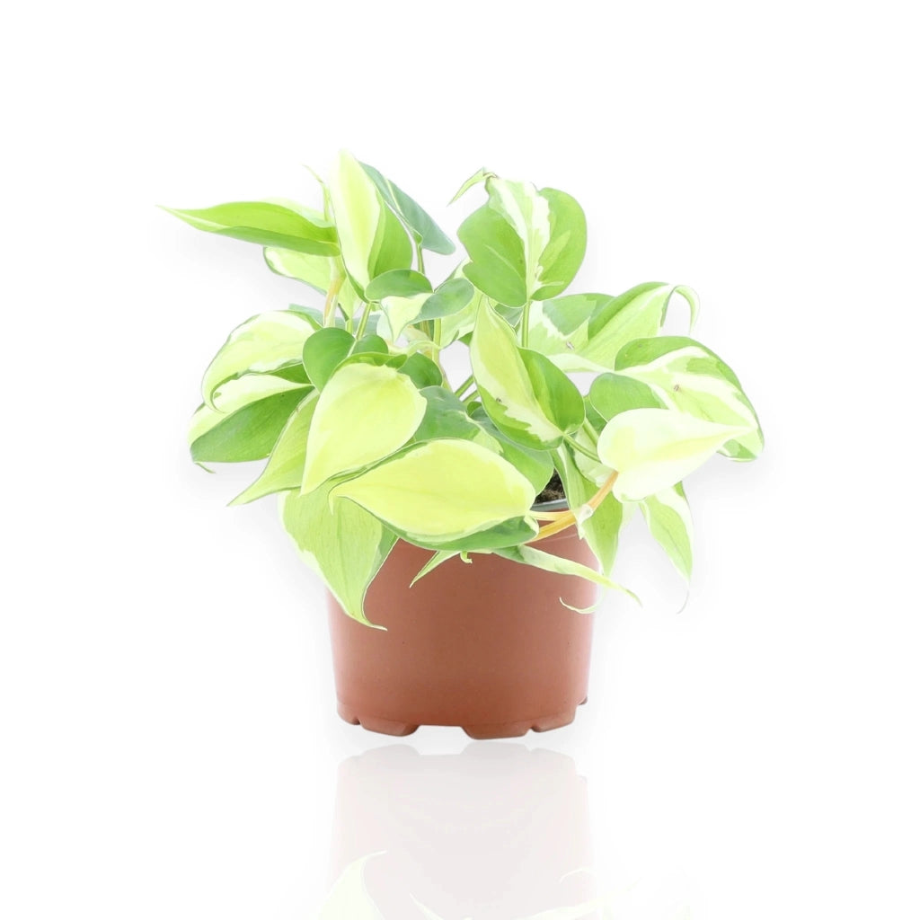 Gardenaria Philodendron scandens 'Rio' - Pianta da interno ornamentale Altezza: 30 cm (vaso 12)
