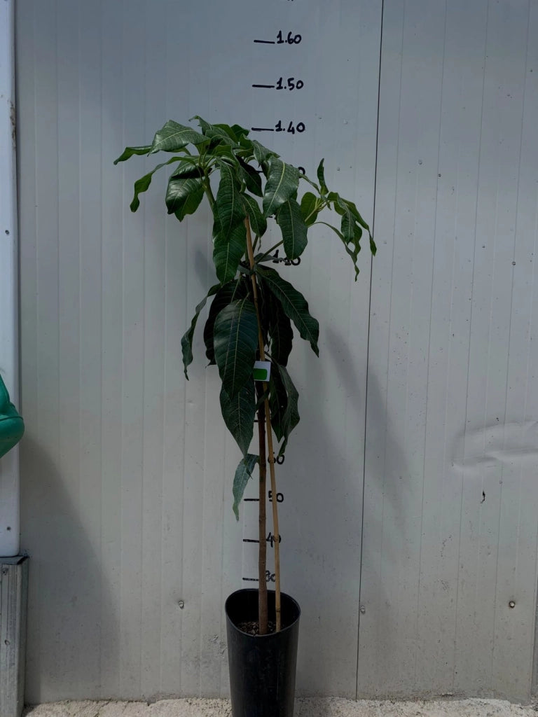 MANGIFERA INDICA PIANTA DI MANGO MAYA INNESTATA FOTO REALI  H 140cm