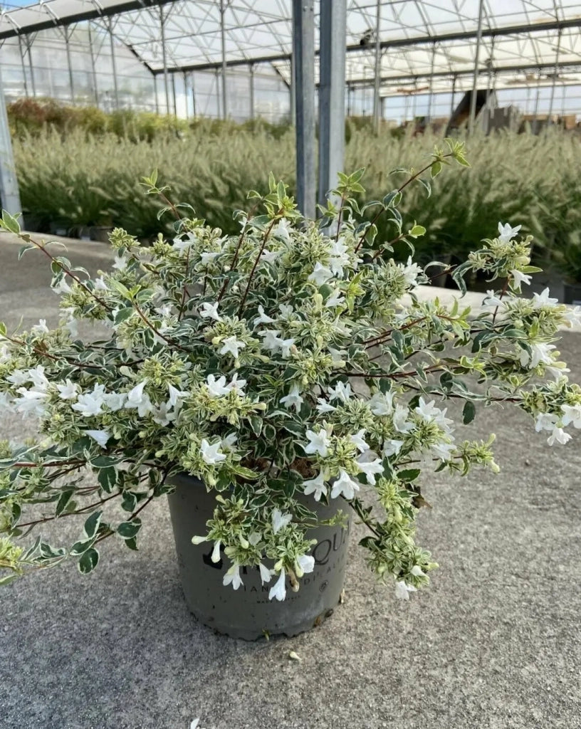 Gardenaria Abelia grandiflora 'Sparkling Silver' - Arbusto ornamentale da giardino Altezza: 30/35 cm (vaso19)