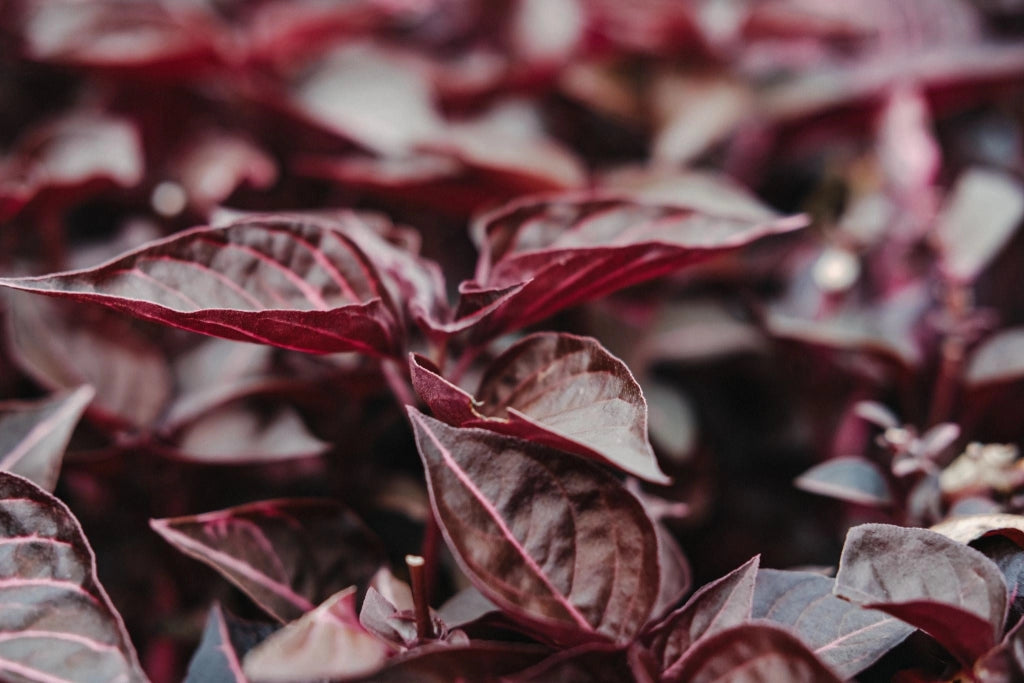 ALTERNANTHERA PURPLE VASO 18