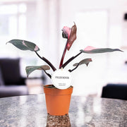 Gardenaria Philodendron 'Burgundy Prince' - Pianta da interno ornamentale Altezza: 25 cm (vaso 12)