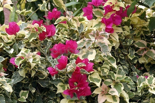 Pianta di Bougainvillea “RASPBERRY”  Bougainvillea Variegata Foto Reali