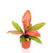 Gardenaria Philodendron 'Prince of orange' - Pianta da interno ornamentale Altezza: 30 cm (vaso 14)