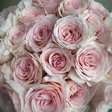 MEILLAND Rosa Prince Jardinier rifiorente profumata fiore grande elegante
