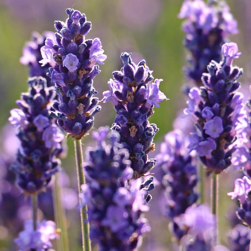 Pianta di Lavanda Lavandula profumo intenso fiore VIOLA  in vaso 14 cm AMDGarden