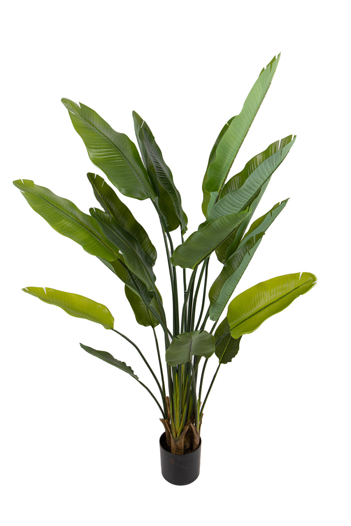 Pianta Artificiale Sterlizia con Vaso Composta da 20 Diramazioni Real Touch H 180 cm