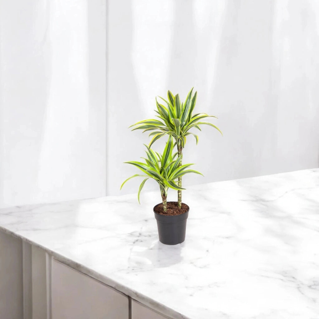 Gardenaria Dracaena fragrans 'Lemon Lime' - Pianta da interno ornamentale Altezza: 130/140 cm (vaso 22)