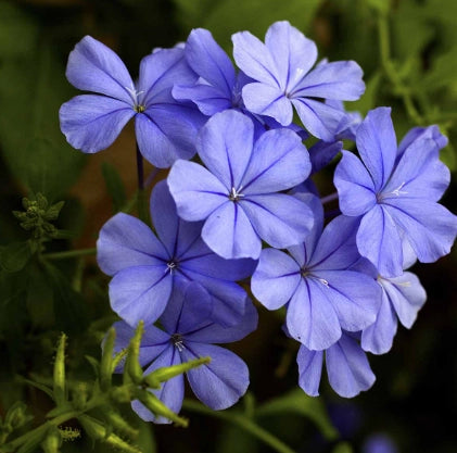Pianta di plumbago, vaso 18 H100 cm, foto reali