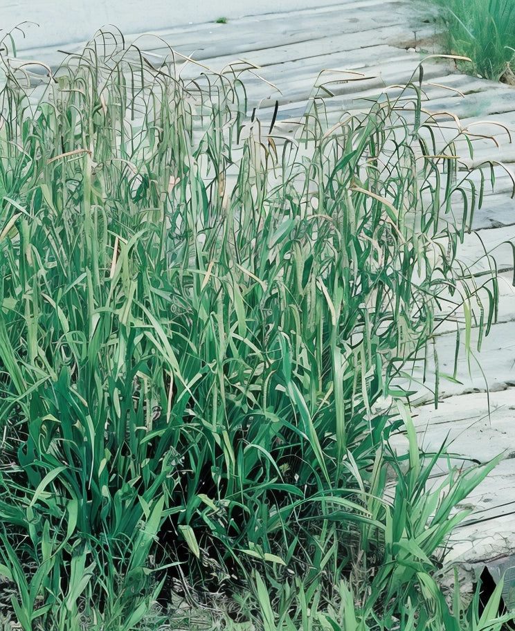 Gardenaria Carex pendula - Graminacea ornamentale da esterno Altezza: 40 cm (vaso 17)