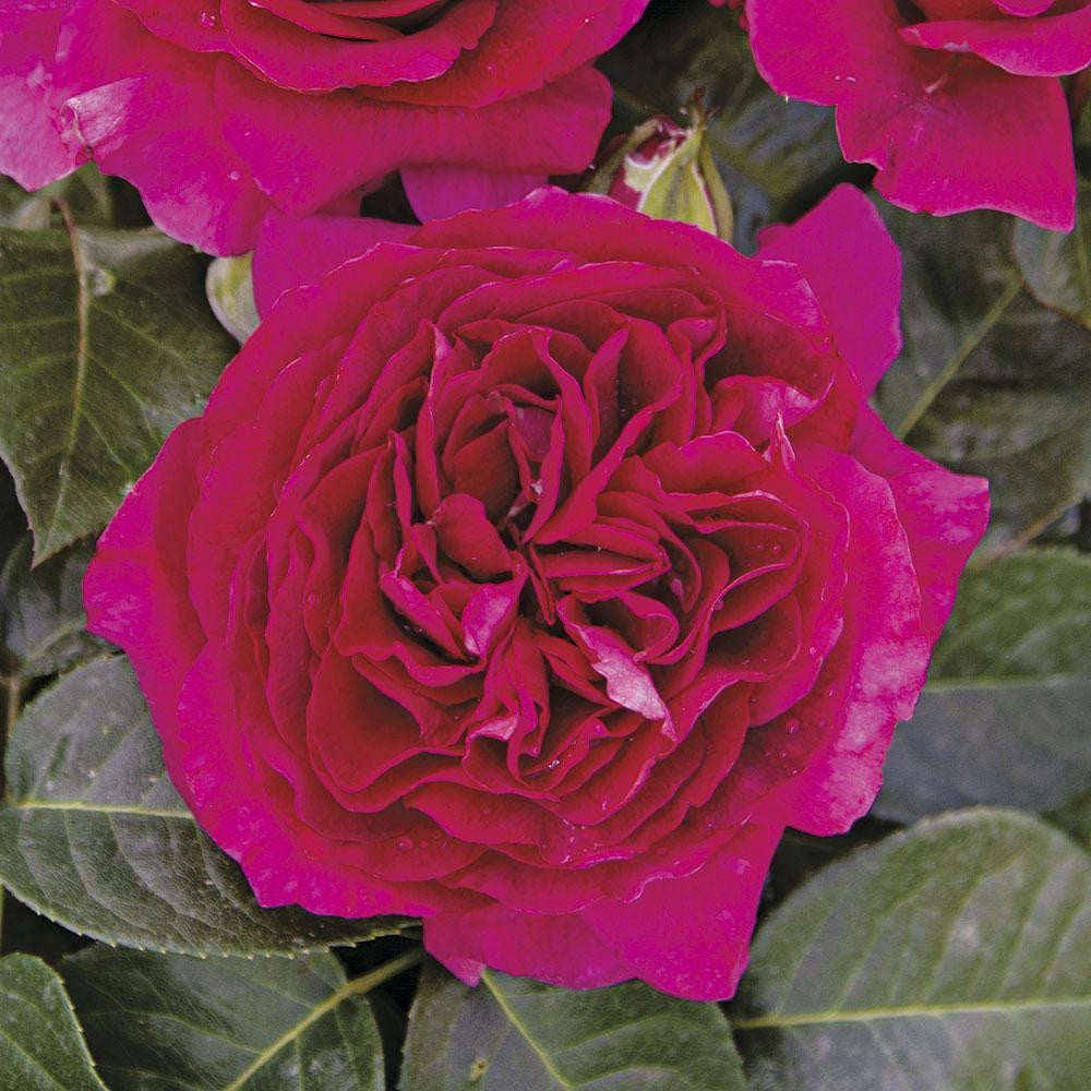 Rosa Barni Cardinale Carlo Maria Martini – Rosa Rifiorente Profumata