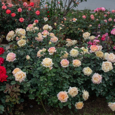 Rosa Barni Anna Molinari – Rosa Rifiorente Profumata