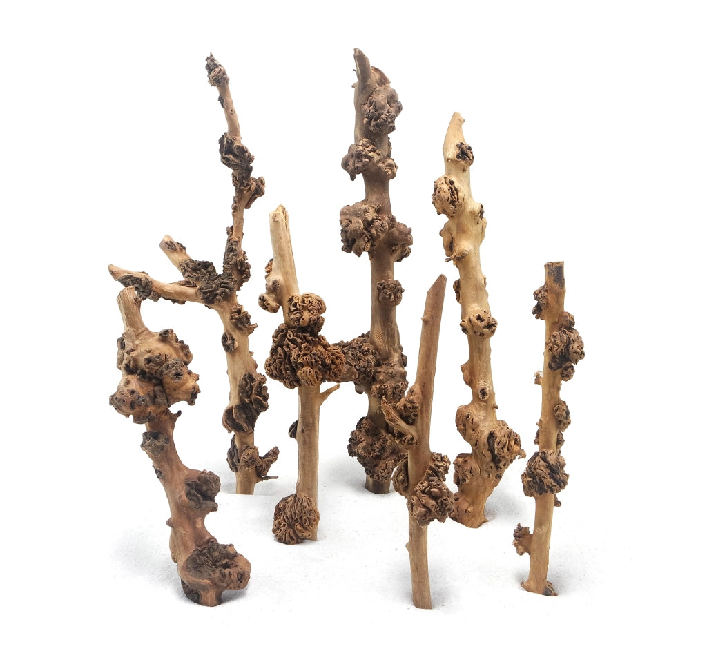 DecorLine Savana Wood Foto Indicativa - Legni decorativi naturali per acquari d' acqua dolce Modello: S (20-30cm)