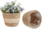 Due vasi per piante, set di due, stro, vaso per piante, vasi per piante di zeppa di mare, zeppa di mare mano a mano, vasi per piante per decorazione interna ed esterna