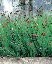 Gardenaria Giunco Ensifolius - Juncus ensifolius - Graminacea ornamentale da esterno Altezza: 40 cm (vaso 17)