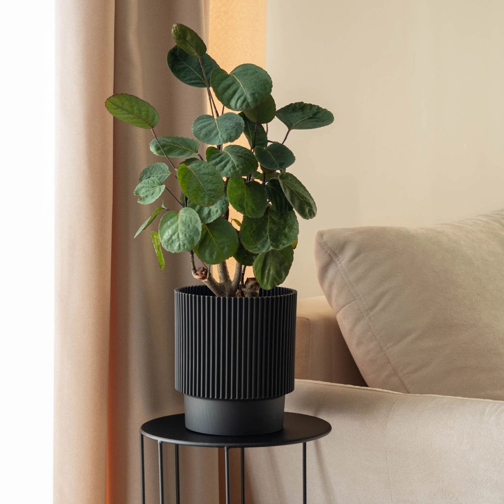 Vaso da fiori KADAX 13 cm, copertura per piante, vaso da fiori in plastica nera