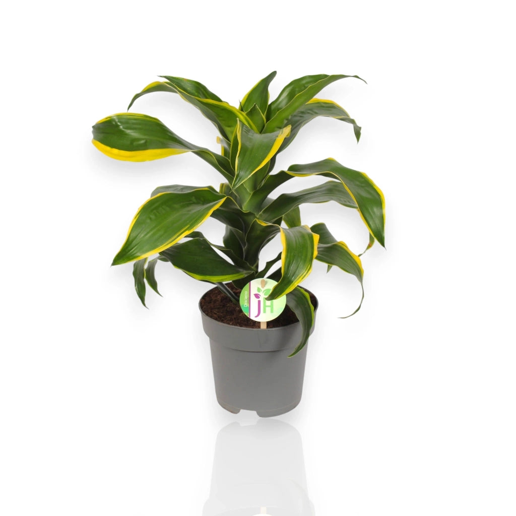 Gardenaria Dracaena fragrans 'Dorado' - Pianta da interno ornamentale Altezza: 130 cm (vaso 24)