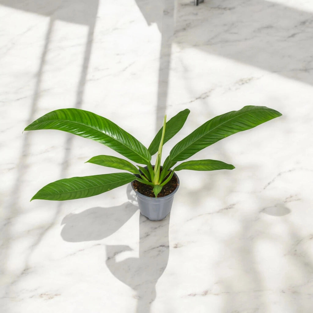 Gardenaria Philodendron 'Campii' - Pianta da interno ornamentale Altezza: 40 cm (vaso 14)