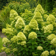 Gardenaria Ortensia - Hydrangea Paniculata 'Mojito' - Pianta acidofila ornamentale da esterno Altezza: 40/50 cm (vaso19)