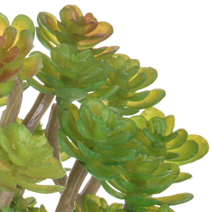 Set 9 Aoenium Succulent Artificiale Altezza 12 cm Verde