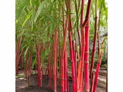 Pianta Bambù Rosso canna rossa Fargesia Red Dragon in vaso 18 cm AMDGarden